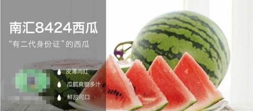 吃瓜科技,带你领略科技圈的热点与趣闻