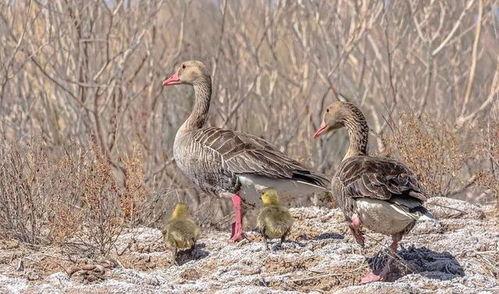 水鸟吃瓜,瓜果飘香中的生态趣事