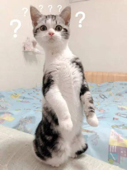 猫咪吃橙色的瓜,猫咪的橙色瓜食之旅