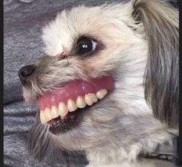 吃瓜用假牙,揭秘娱乐圈的“假面”生活