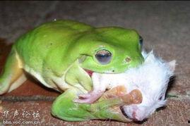 青蛙会吃瓜吗,它们会吃瓜吗？