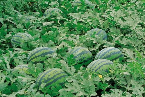 吃瓜群链接失效,揭秘背后真相与后续发展