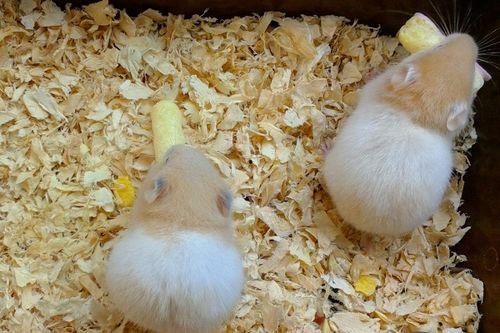 仓鼠可以吃向日葵瓜吗,向日葵瓜的适宜性解析