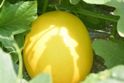 金玉瓜带皮吃,传统美食新体验