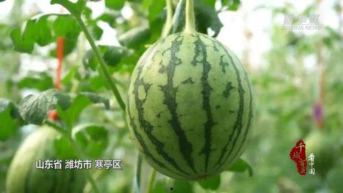 早春吃瓜,解锁春季养生新选择