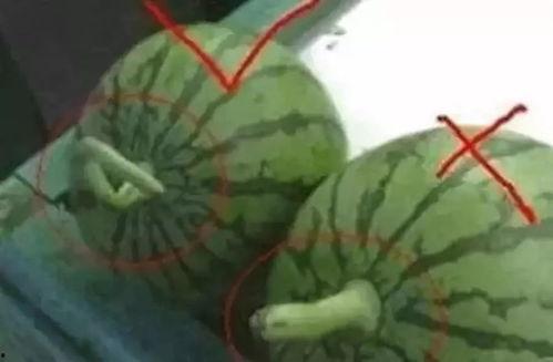 吃瓜会挑瓜吗,挑瓜达人教你如何吃瓜不踩雷