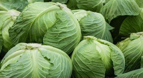 佛手瓜能和包菜一起吃吗,佛手瓜与包菜同食的适宜性探讨