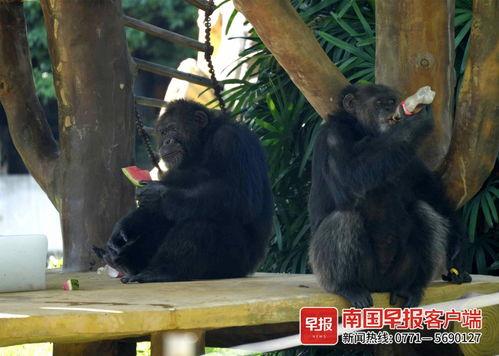 黑猩猩吃瓜图片,揭秘灵长类动物的天然喜好