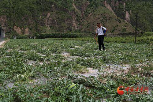 大桥镇吃瓜,瓜香四溢，品味夏日田园风情