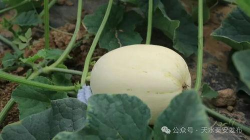圆脆瓜直接吃吗怎么吃,直接享用还是创意烹饪？
