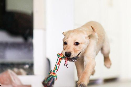 狗爬窗户吃瓜,萌态可掬引网友热议