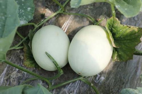 吃瓜系统玉木,揭秘吃瓜系统背后的神秘力量