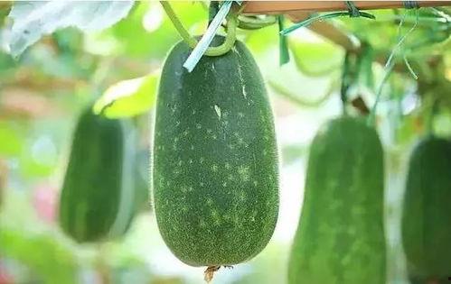 吃啥瓜呢,吃啥瓜呢，带你领略明星幕后故事