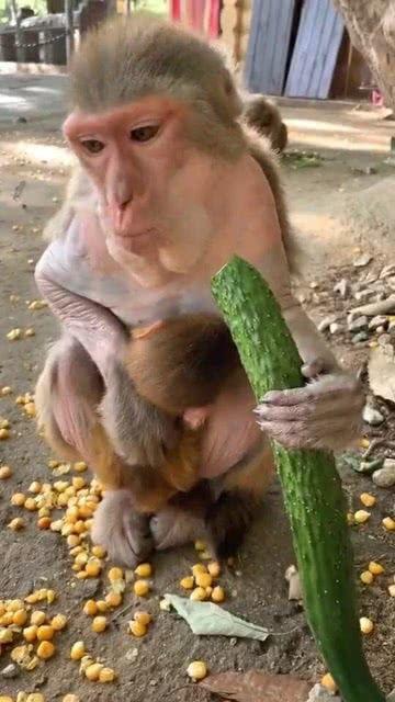 吃瓜猴子在想什么,揭秘内心世界