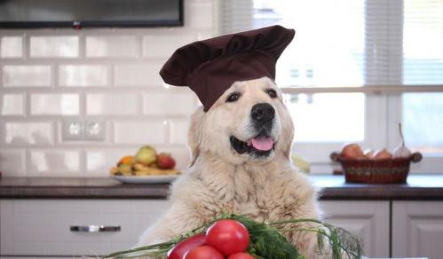 狗可以吃茄瓜,揭秘茄瓜的营养与适口性